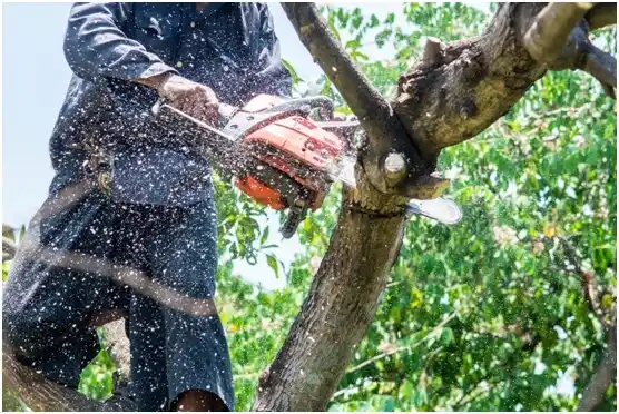 tree services La Vergne